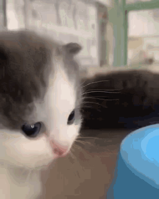 Cat02.gif