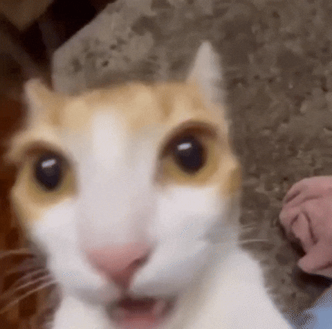 cat.gif